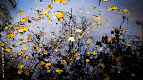 Leaves on water