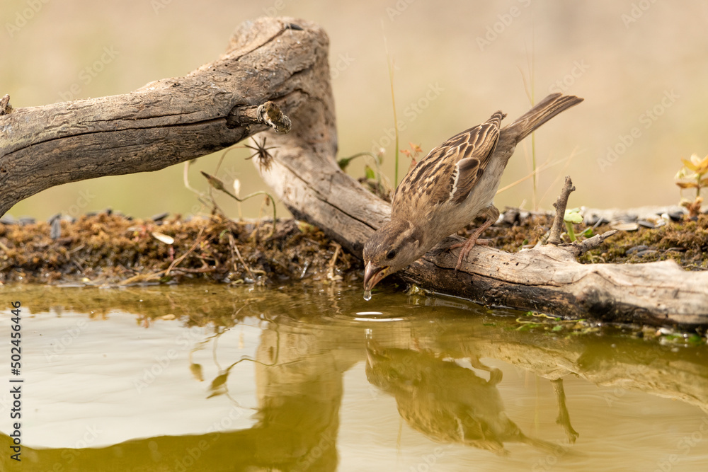 Fototapeta premium gorrión común hembra bebiendo (Passer domesticus)