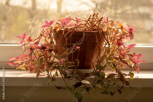 Cozy warm picture. On the windowsill is a pot with a tradescantia plant. Pink leaves photo