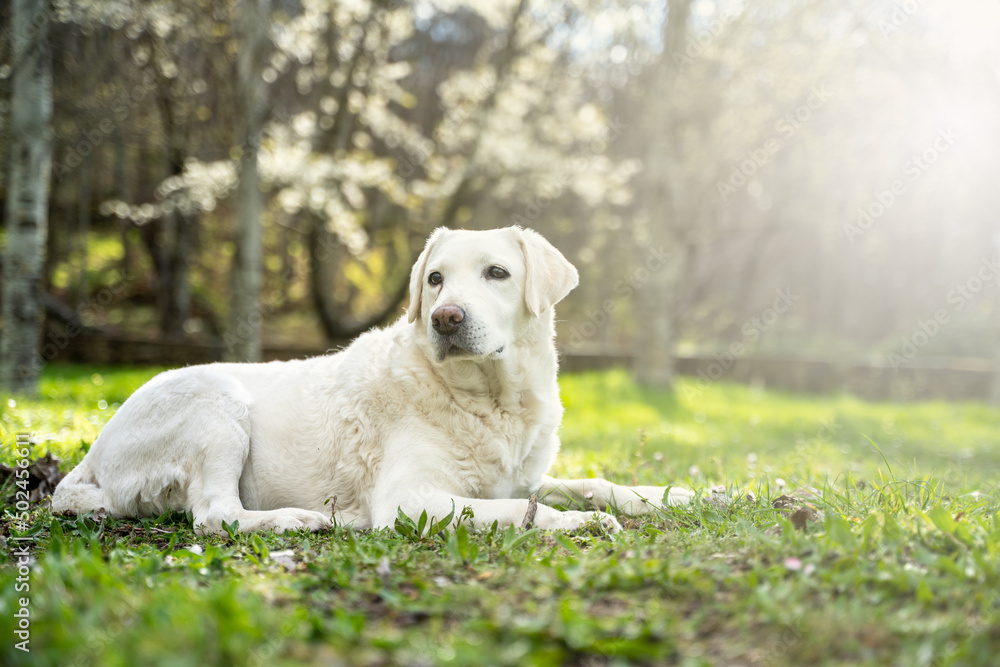 White labrador retriever female lying on the grass in a park on a sunny summer day