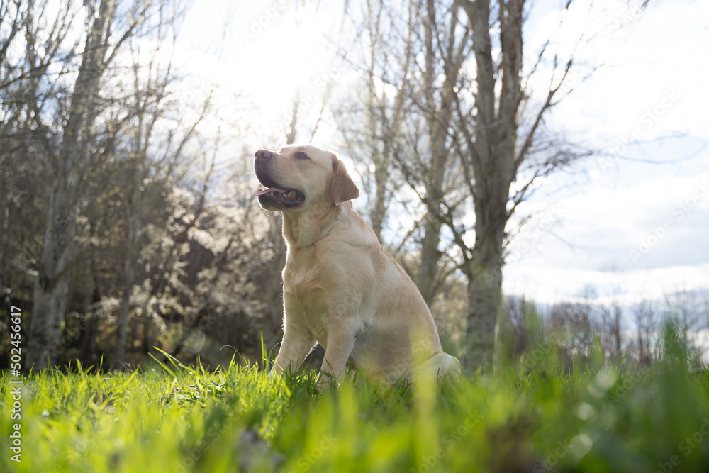 Light brown labrador retriever in a natural setting during a sunny summer day with sunshine, green park