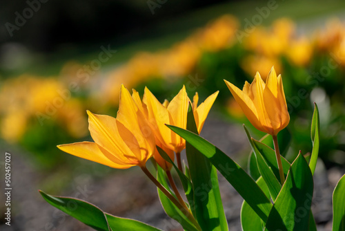 Field of yellow tulip flowers.