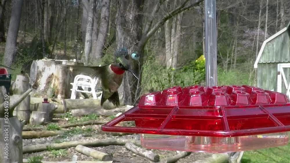 Spring of 2022. May 3rd is the return of the ruby-throated hummingbird to Windsor in Upstate NY. Hummingbird at feeder. Spring of 2022. May 3rd is the return of the ruby-throated hummingbird to Windsor in Upstate NY. Hummingbird at feeder.