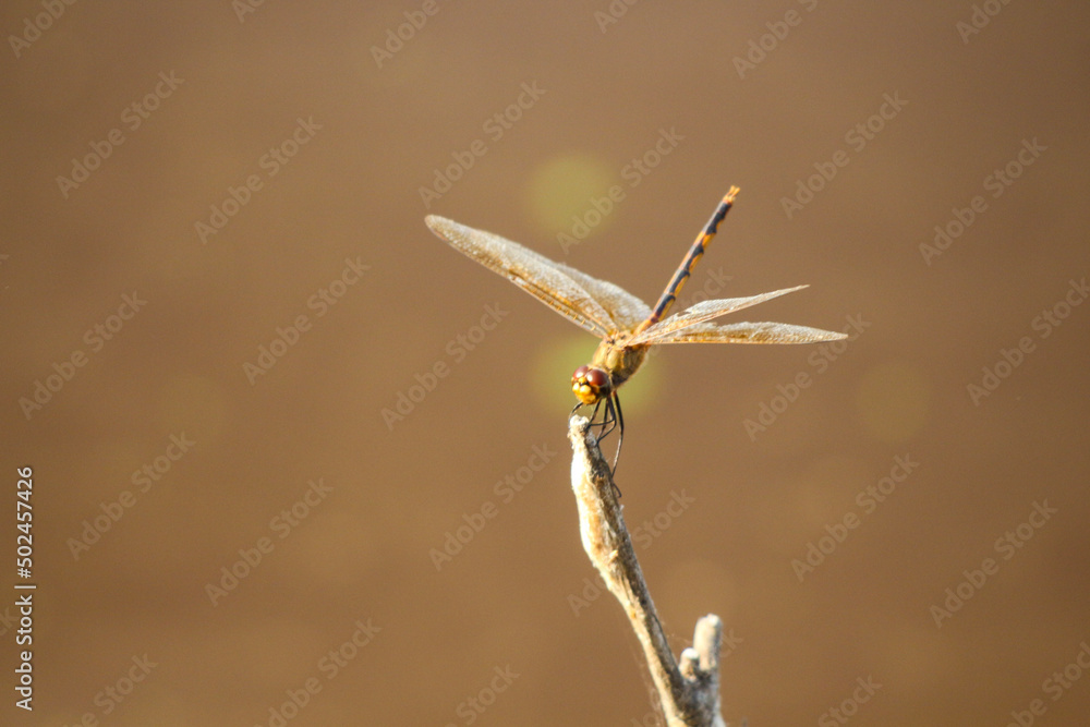 dragonfly on a branch