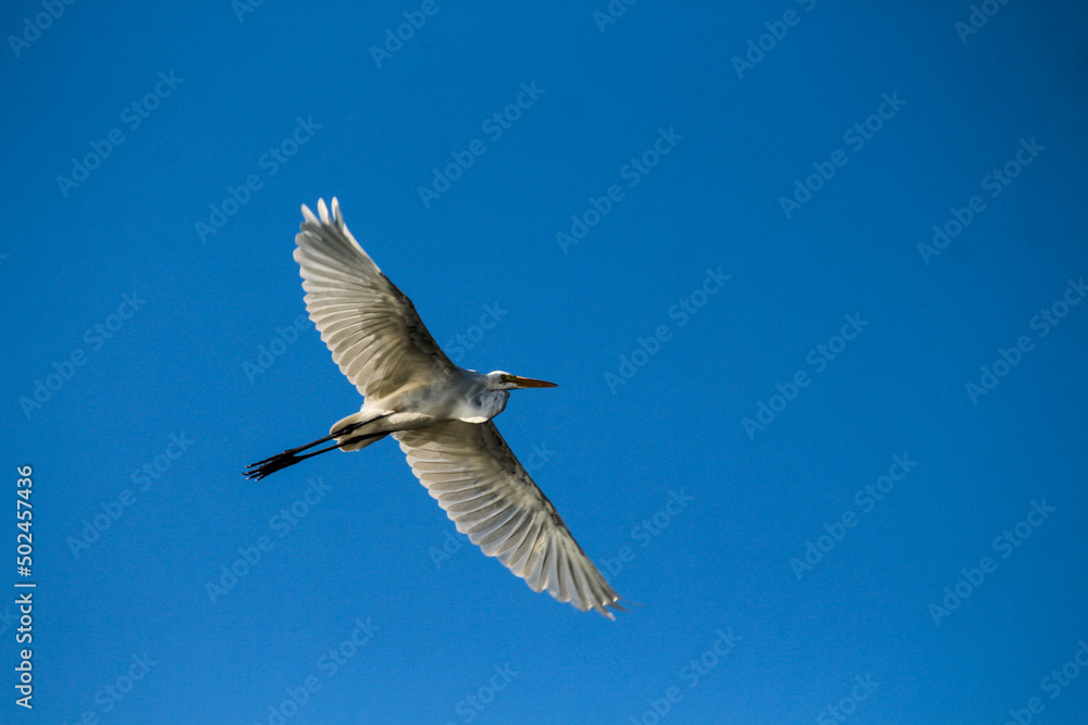 Obraz premium seagull in flight