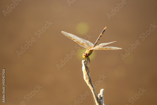 dragonfly on a branch © Tereza