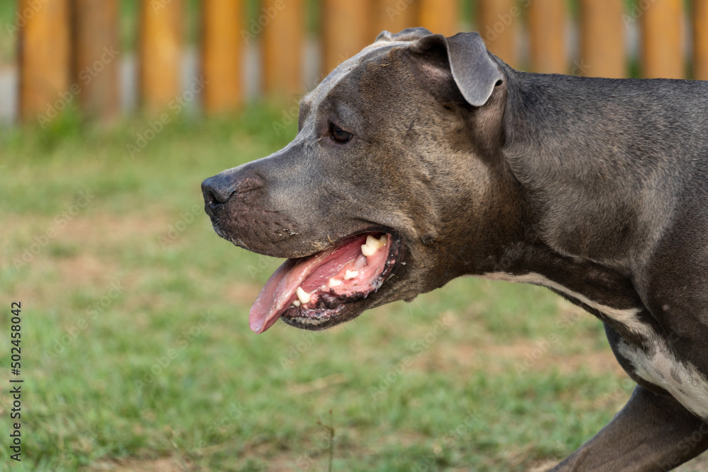 Pit bull dog playing in the park. Green grass and wooden stakes all around. Sunset. Pit bull blue nose. Selective focus