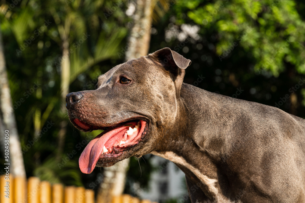 Pit bull dog playing in the park. Green grass and wooden stakes all around. Sunset. Pit bull blue nose. Selective focus Pit bull dog playing in the park. Green grass and wooden stakes all around. Sunset. Pit bull blue nose. Selective focus