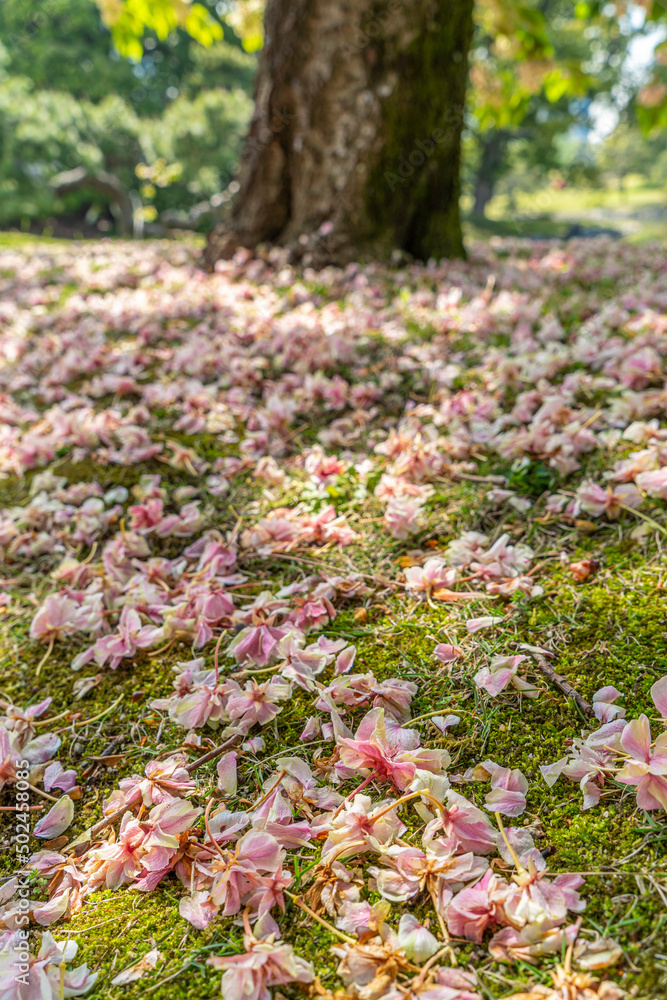 東京都中央区　浜離宮恩賜庭園　日本庭園の八重桜