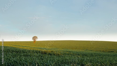 landscape with a tree