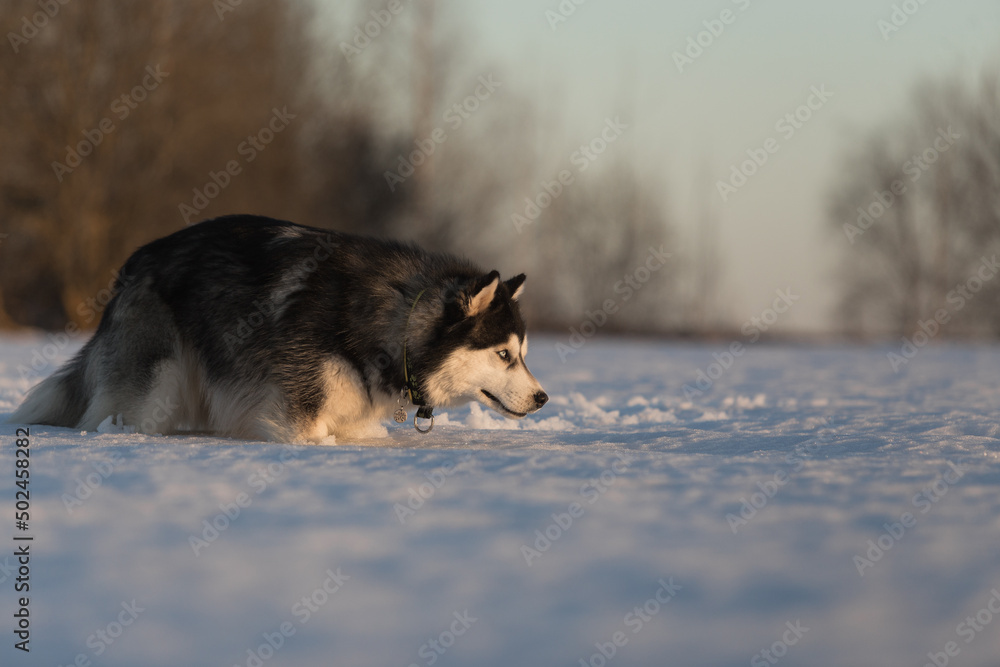 Naklejka premium dog in snow