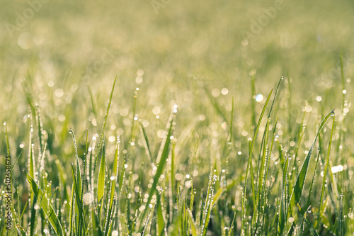 Green grass sprouts in dew drops close-up in the sunlight of a summer morning. Selective focus. Natural background