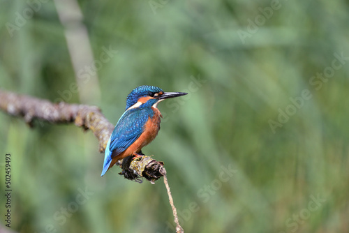 Eisvogel auf einem Ast