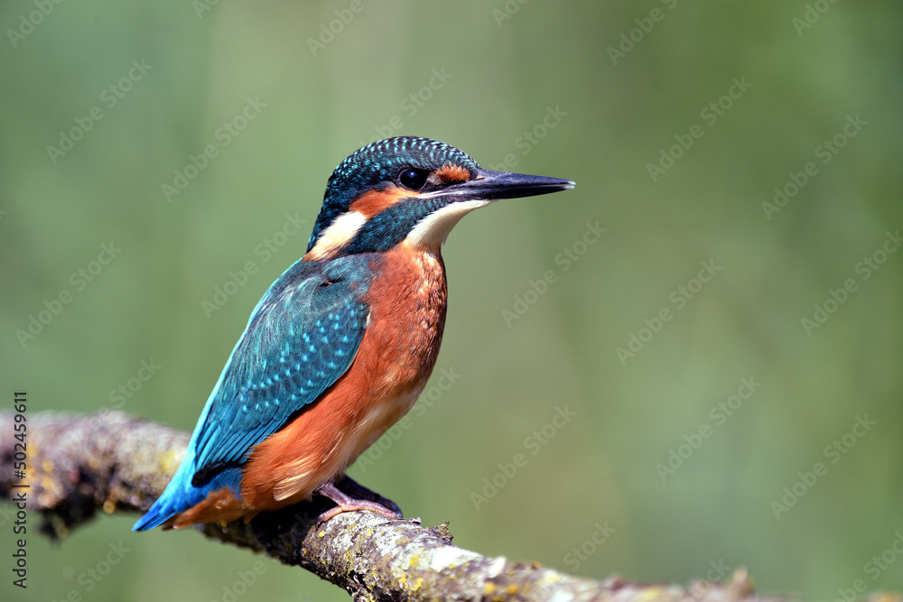 Eisvogel auf einem Ast, Kingfisher on a branch Eisvogel auf einem Ast, Kingfisher on a branch