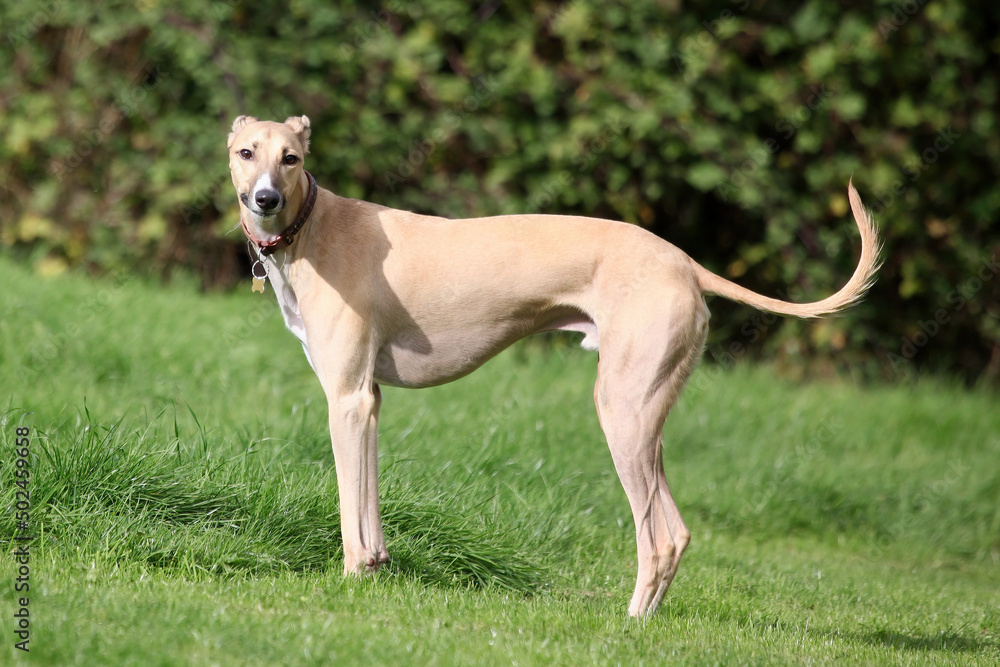 Pet Greyhound out for a walk