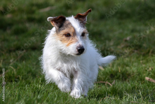 Rough coated Jack Russell terrier