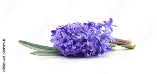 Gentle blue hyacinth.