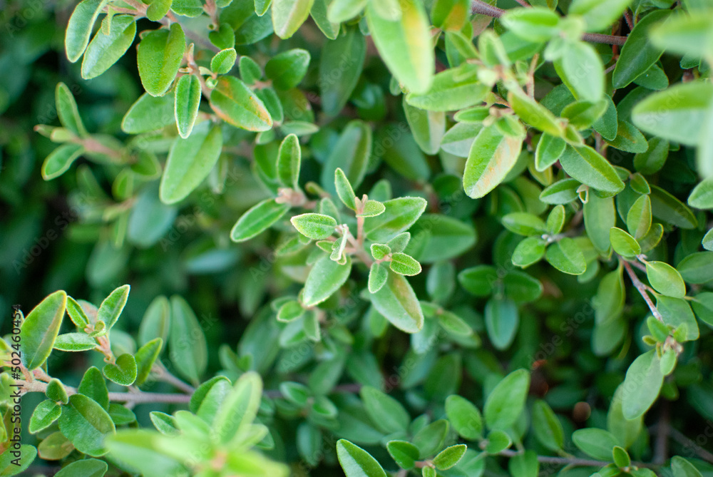 small green leaves background small green leaves background