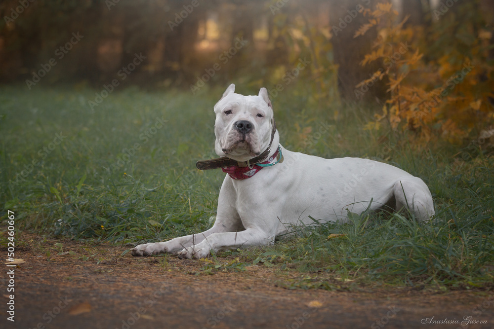 Dogo Argentino