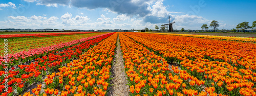 Photography Panorama of landscape with blooming colorful tulip field, traditional dutch wind