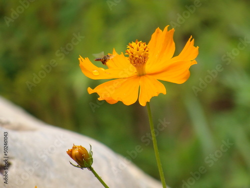 yellow flower on green background