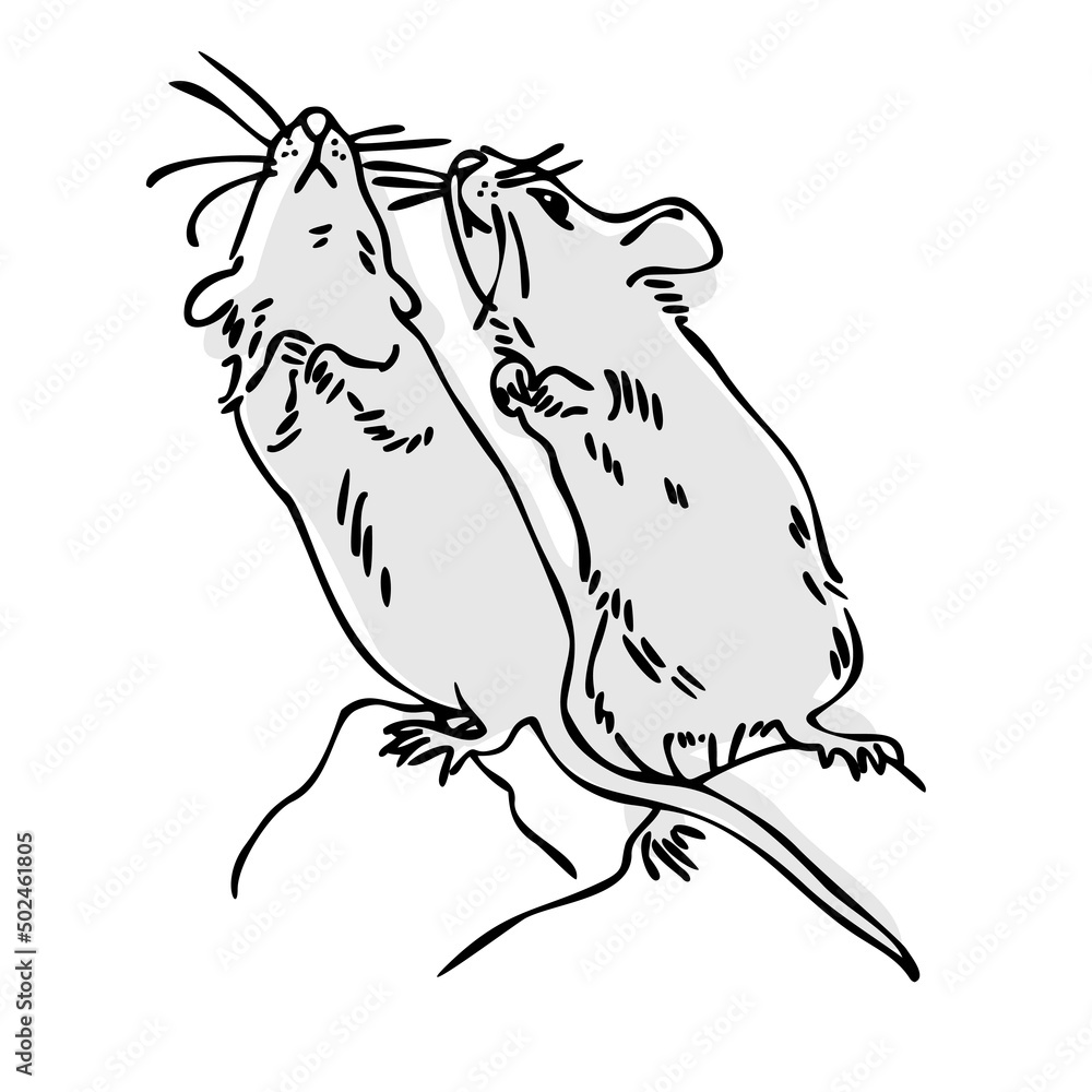 Two gray mice on a white background. Pets. Mouse. Outline drawings