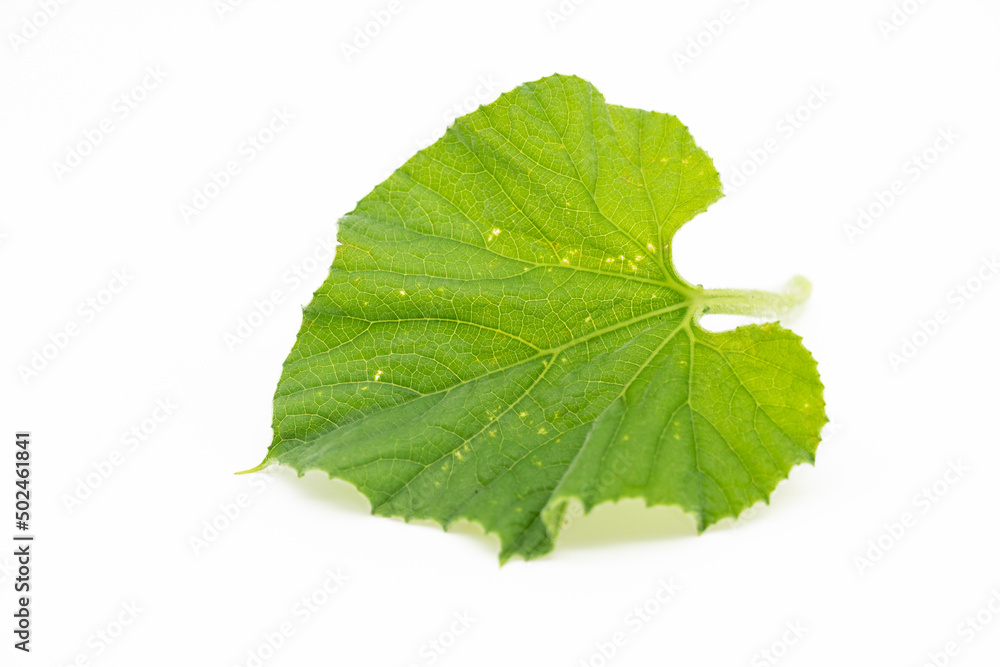 Calabash leaves isolate on white background, selective focus Calabash leaves isolate on white background, selective focus