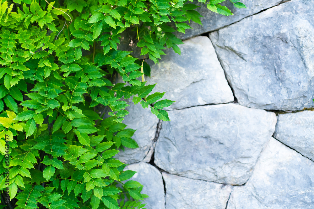 Old stone wall with green plants. Natural background. Place for text. Old stone wall with green plants. Natural background. Place for text.