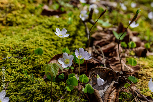 Sauerklee Blüte im Bergwald photo