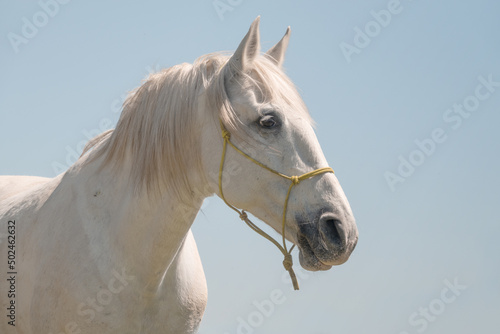 Portrait of a white Camargue horse