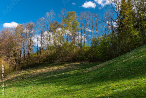 Laubwald im Frühjahr bei Sonnenschein