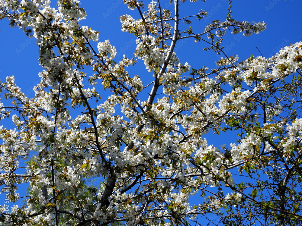 Sakura blossoms close up. Macro-photo of sakura blossom. Sakura blossoms close up. Macro-photo of sakura blossom.