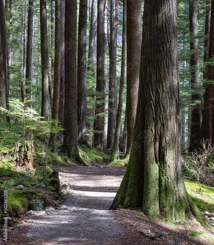 Scenic Path in the Forest with green trees. Sunny Spring Season. Buntzen Lake Trail, Anmore, Vancouver, British Columbia, Canada. photo