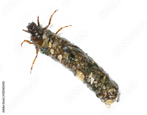 Caddisflies, aquatic larvae isolated on white