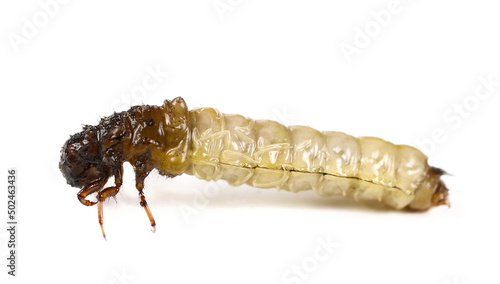 Caddisflies, aquatic larvae isolated on white photo