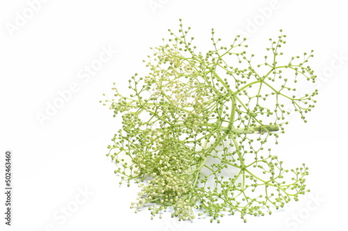 Elder, elderberry plant with young green flowers isolated on white 