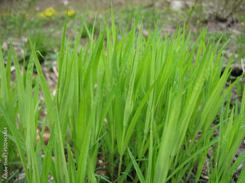Fresh grass in the early spring