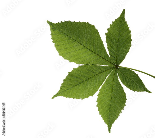 Horse chestnut leaf isolated on white
