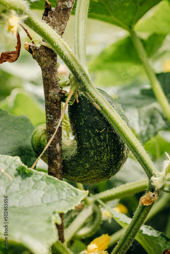 Ripening cucumbers in the garden. Prickly cucumber on a branch with sunlight. Cucumbers grow in the garden
