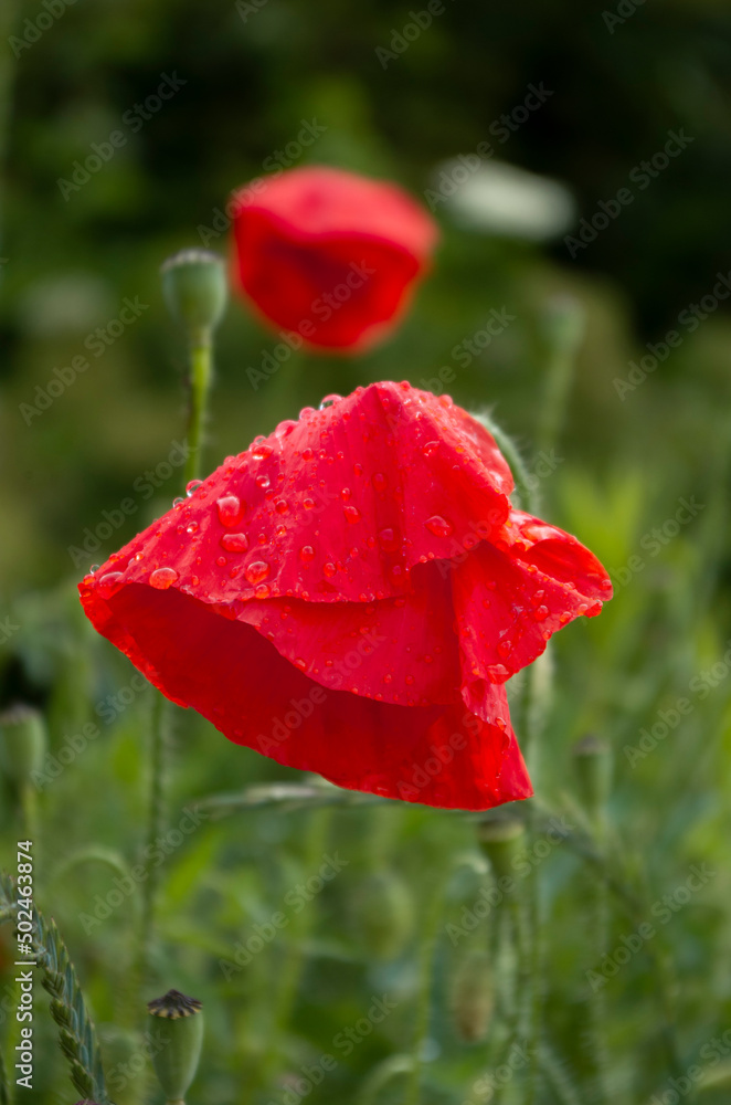 Beautiful red wild poppy with wet petals blooming in the meadow Beautiful red wild poppy with wet petals blooming in the meadow