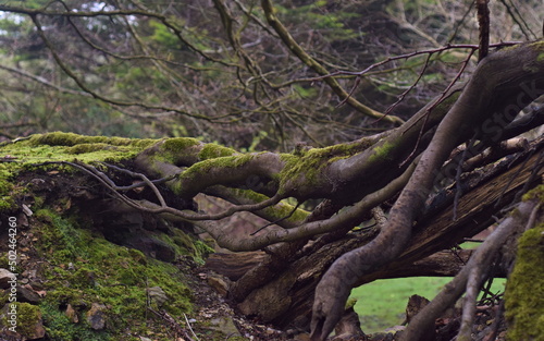 Cluster of gnarled roots and ancient hedge in cornish woodland