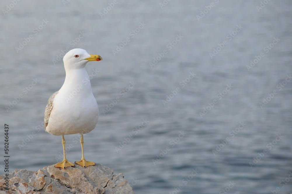 Un gabbiano sta sulla roccia con lo sfondo del mare Un gabbiano sta sulla roccia con lo sfondo del mare