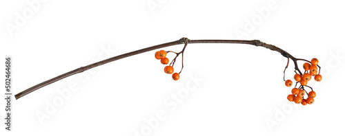 Dry twig with orange autumn rowanberries isolated