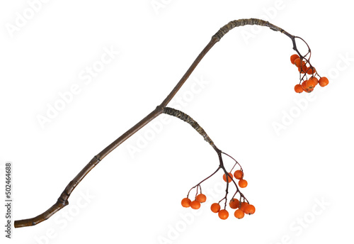 Dry twig with orange autumn...