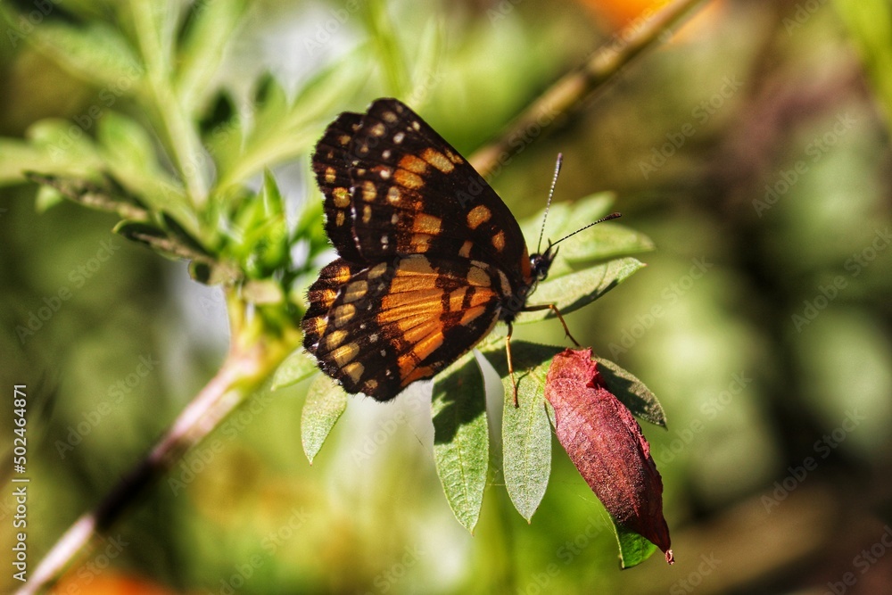 Photograph of a beautiful butterfly resting on a plant in the garden. Photograph of a beautiful butterfly resting on a plant in the garden.