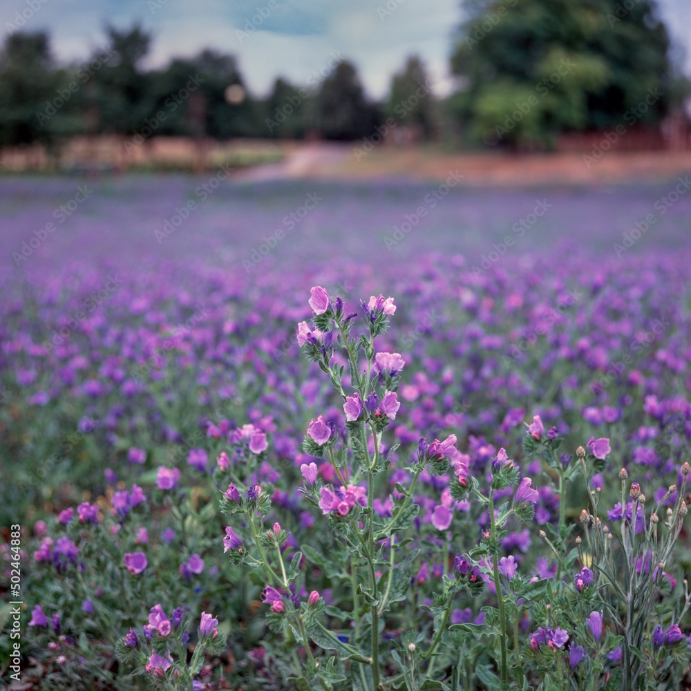 Dracocephalum moldavica L., Moldavian dragonhead, meadow Dracocephalum moldavica L., Moldavian dragonhead, meadow