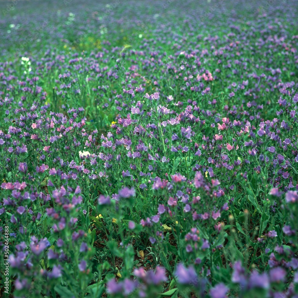 Dracocephalum moldavica L., Moldavian dragonhead, meadow
