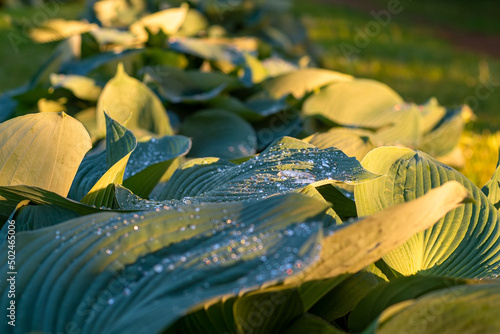 Hosta plantaginea (Funkia, gibōshi) leaves and a shoot with young flower germ photo