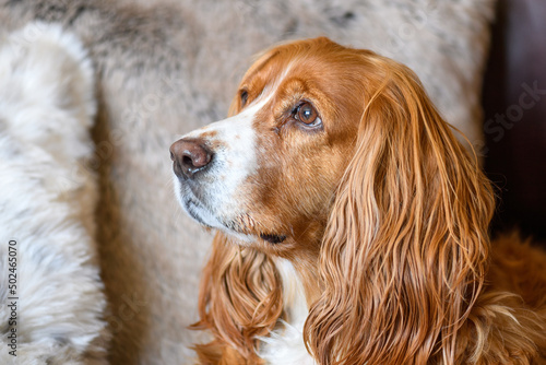 Cute Cocker Spaniel pet dog