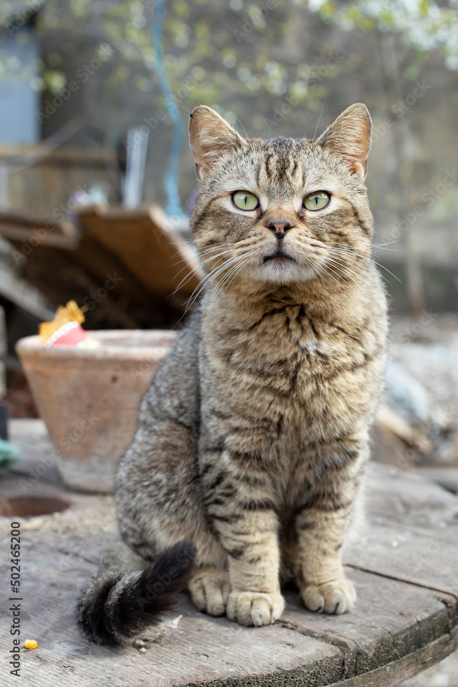 Brown cat sitting, garden portrait of a confident cat Brown cat sitting, garden portrait of a confident cat